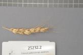 Click for 1 image(s) for this accession. Spike